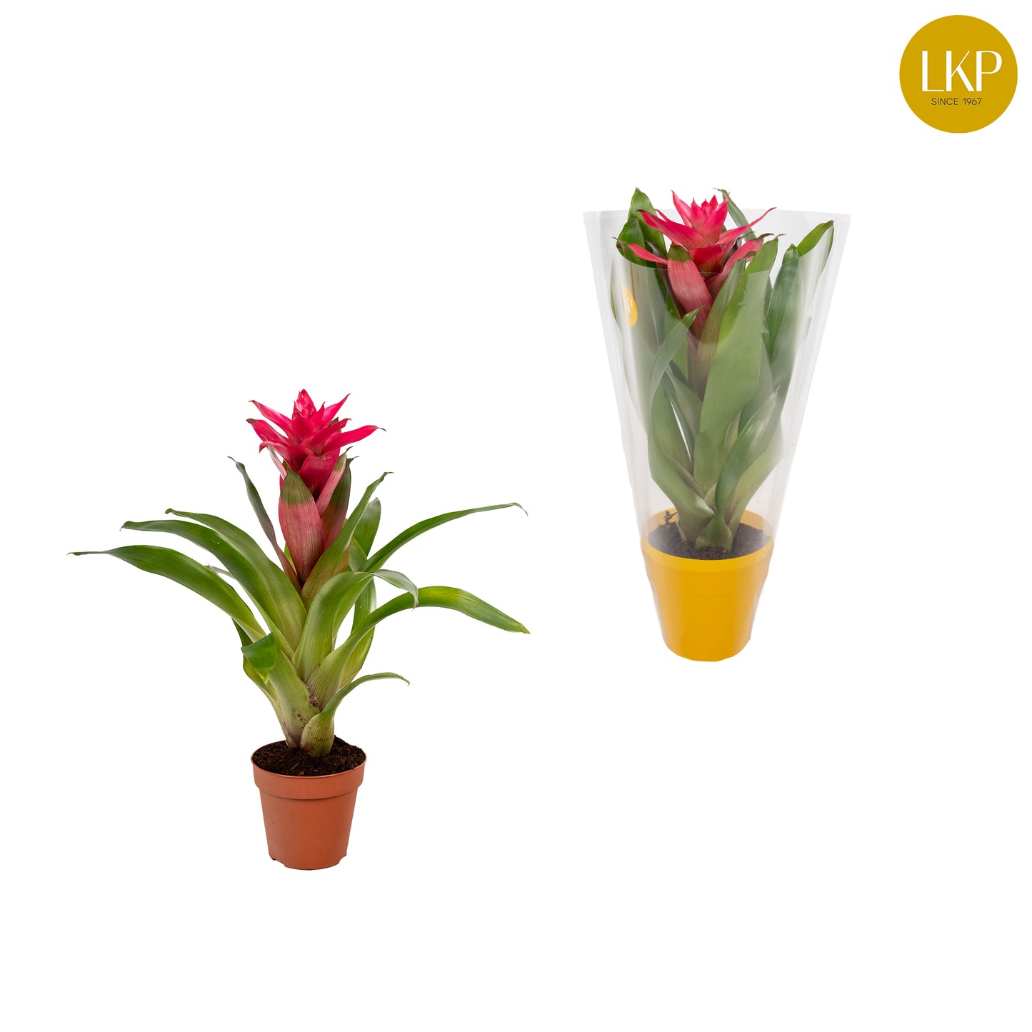 Guzmania Etude 30cm 510cm Pot