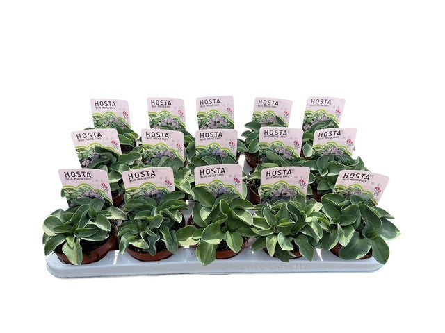 Hosta Blue Mouse Ears 18cm 10cm Pot