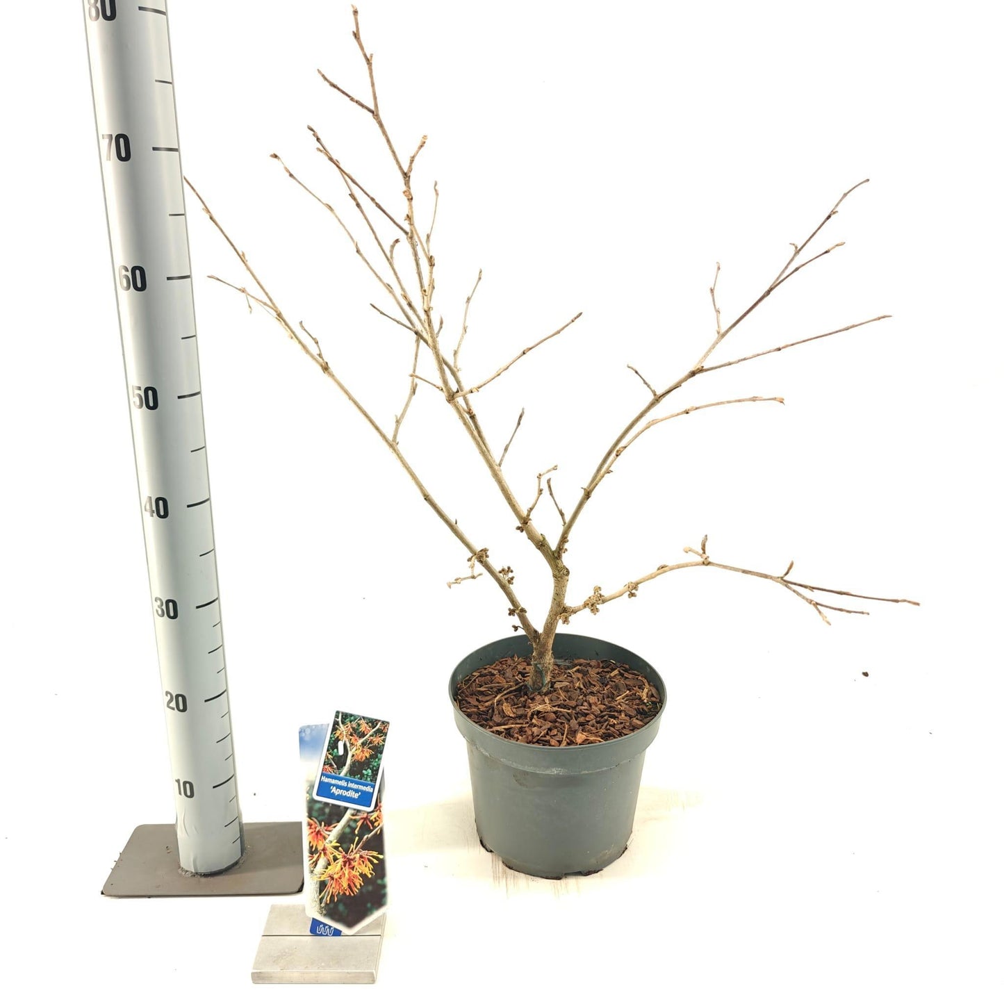 Hamamelis int. Aphrodite 70cm 23cm Pot