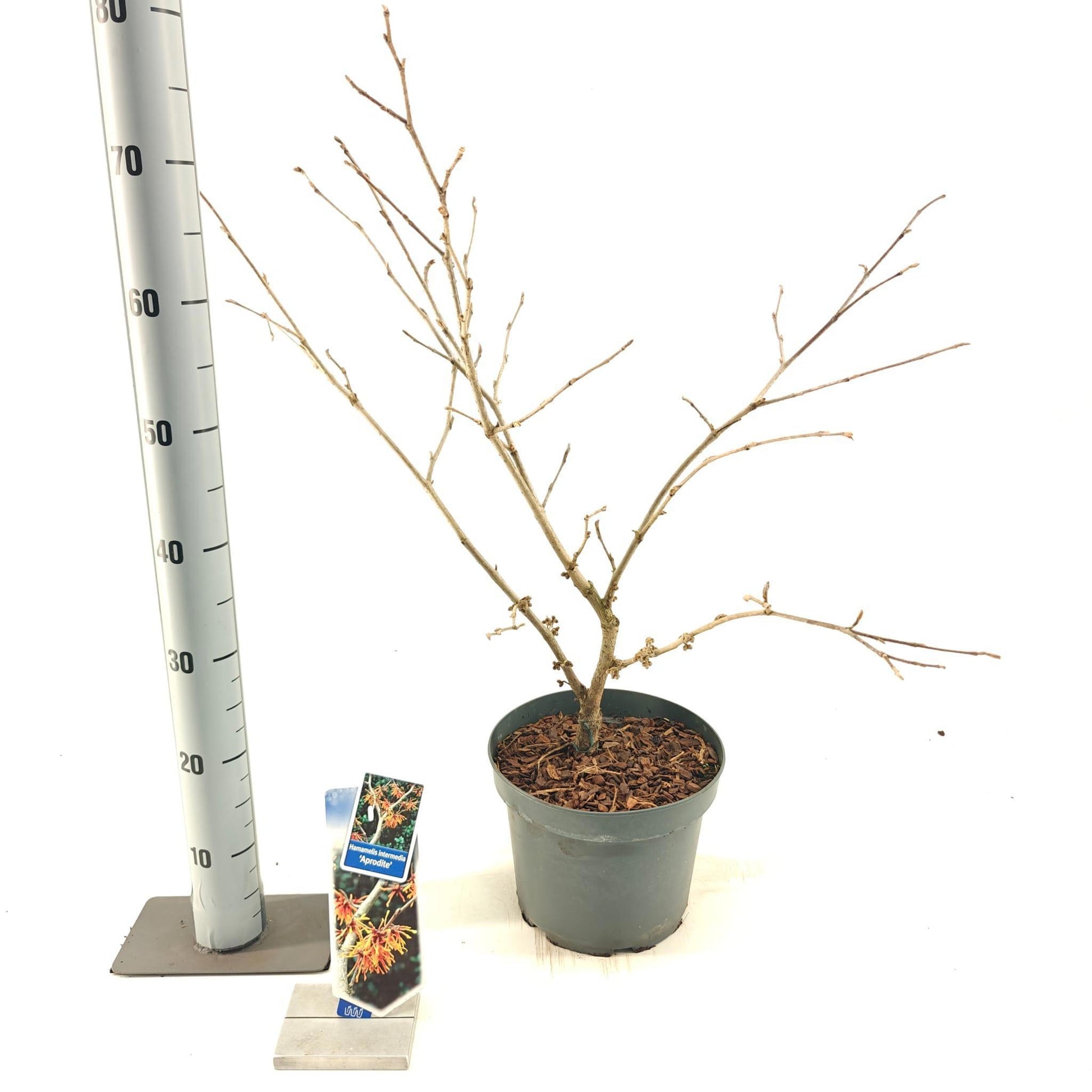 Hamamelis int. Aphrodite 70cm 23cm Pot