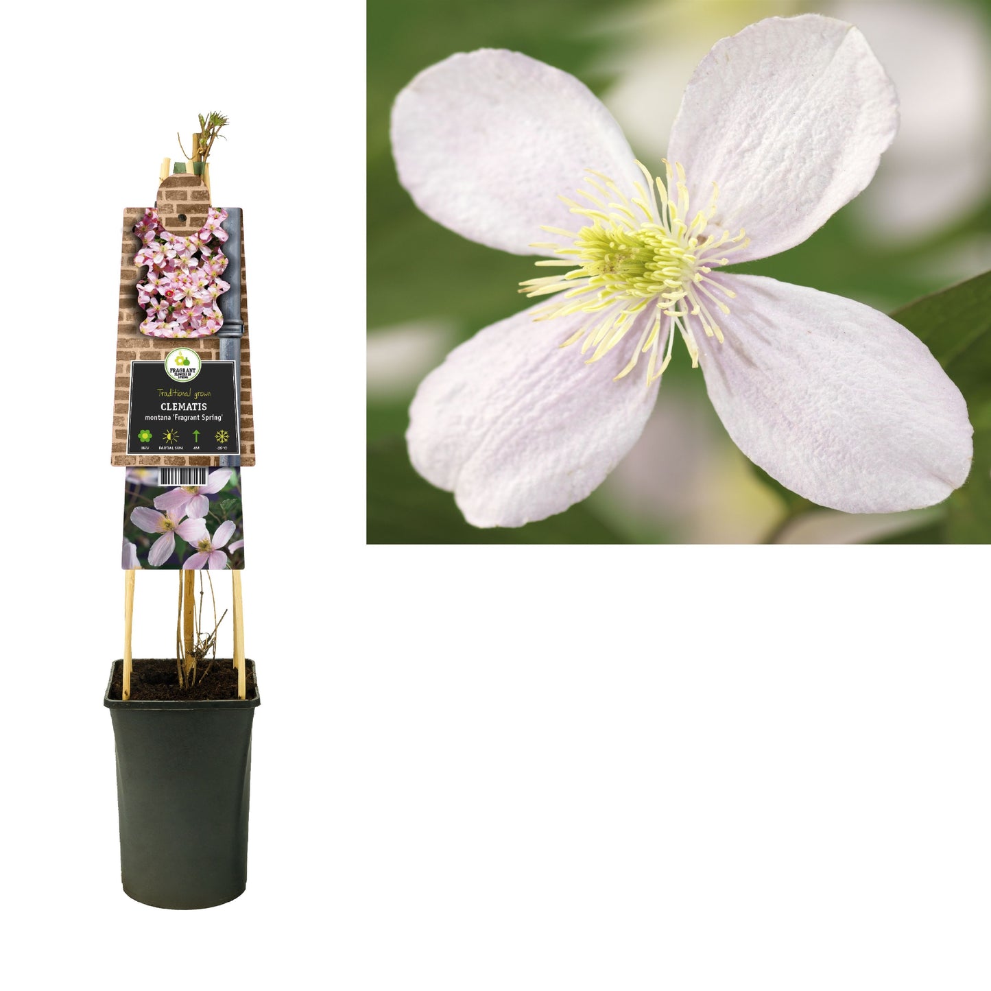 Clematis mon. Fragrant Spring 75cm 17cm Pot