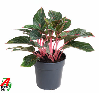 Aglaonema Hybrid 50cm 19cm Pot