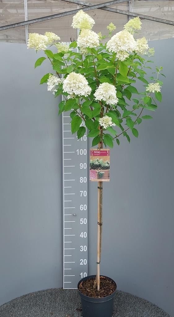 Hydrangea pan. Limelight 160cm 26cm Pot