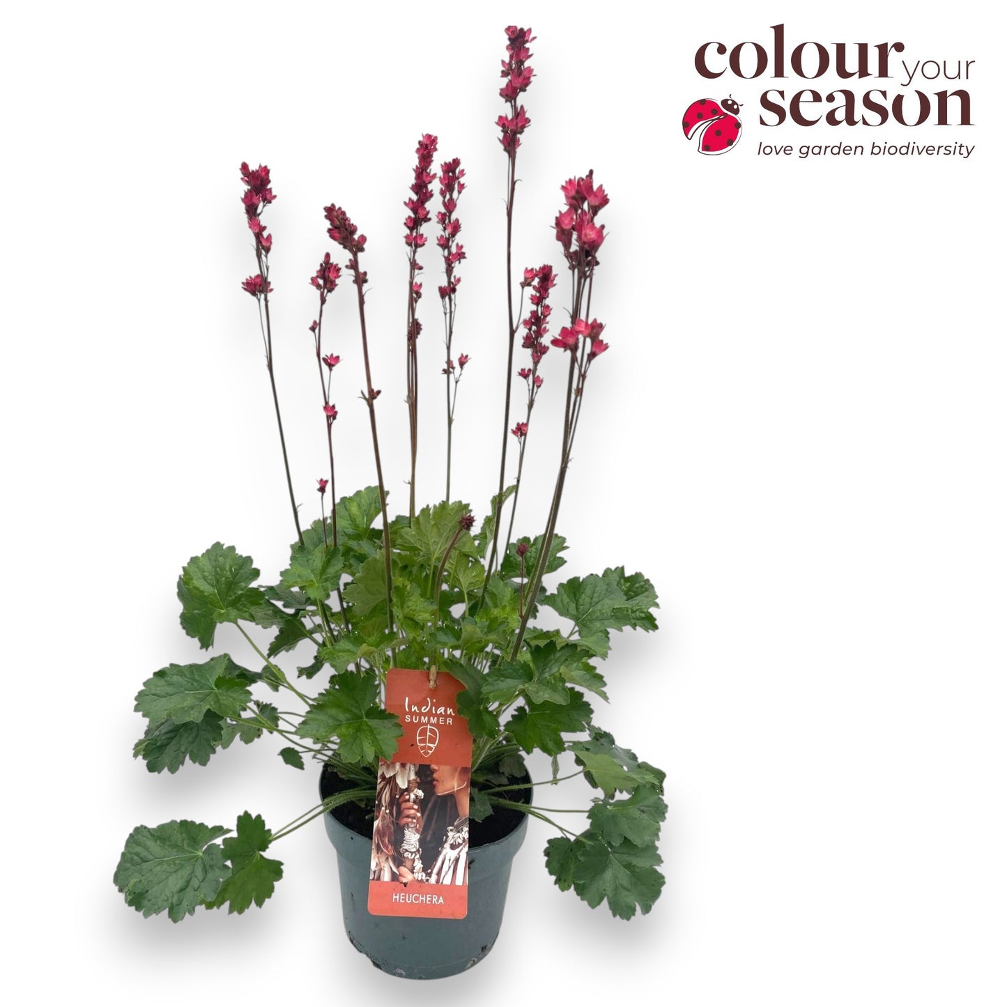 Heuchera Indian Summer green blooming 50cm 19cm Pot