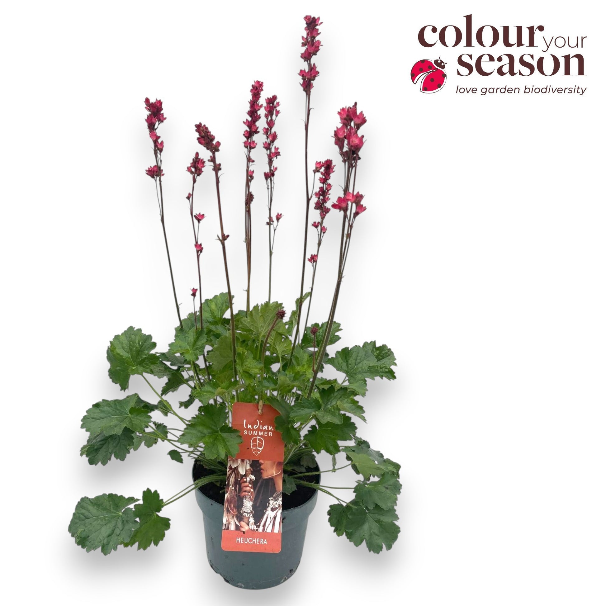 Heuchera Indian Summer green blooming 50cm 19cm Pot