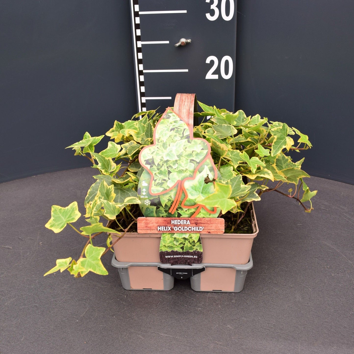 Hedera helix Goldchild 6-pack 9cm Pot