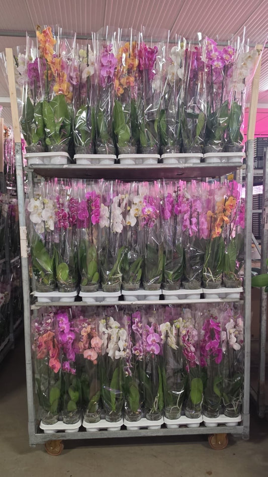 Phalaenopsis mix 70cm 12cm Pot