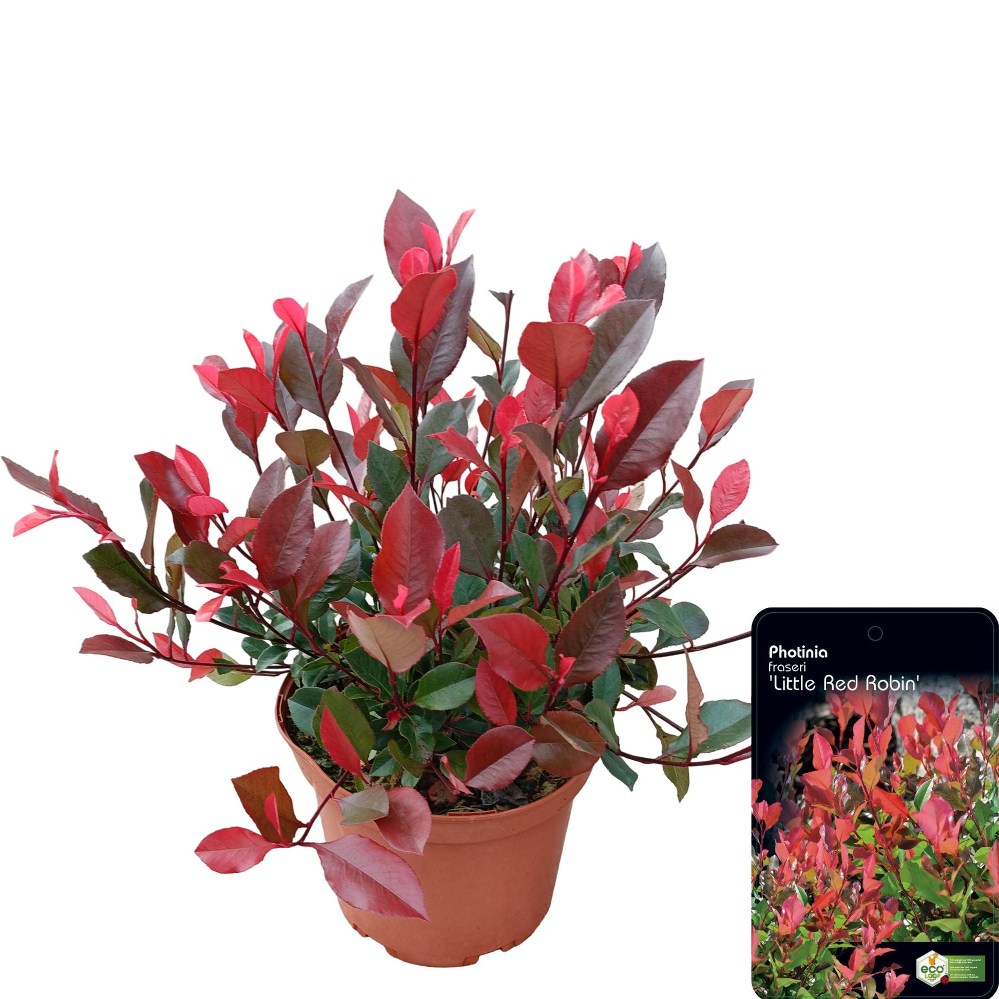 Photinia fra. Little Red Robin 45cm 23cm Pot