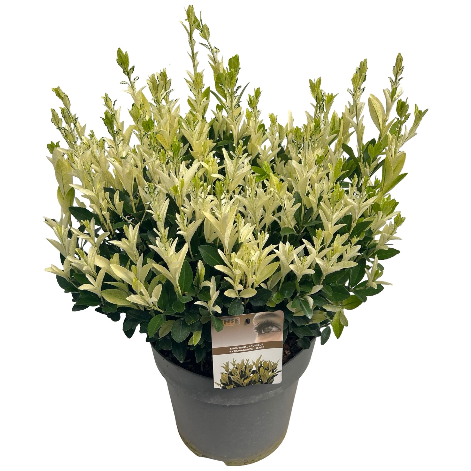Euonymus Extravaganza 80cm 27cm Pot