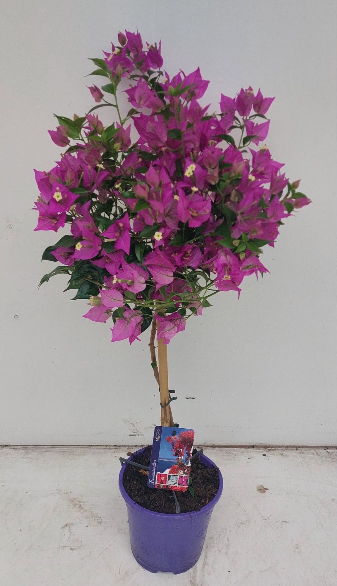 Bougainvillea Alexandra standard 65cm 17cm Pot