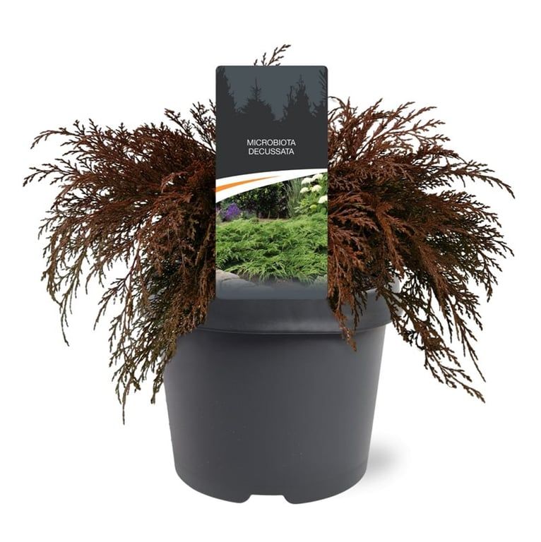 Microbiota decussata 35cm 19cm Pot