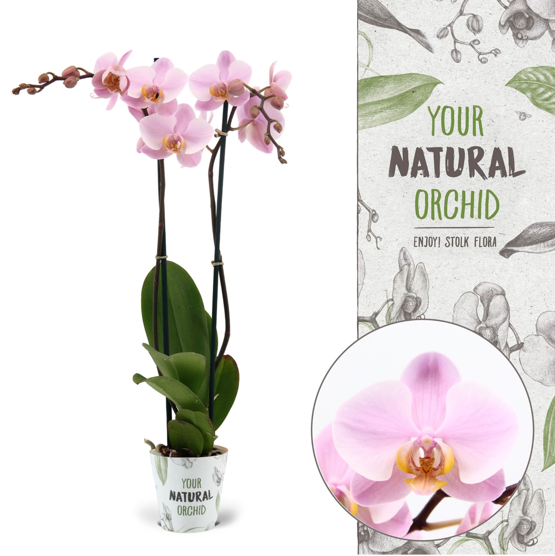 Phalaenopsis Salinas 60cm 12cm Pot