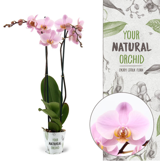 Phalaenopsis Salinas 60cm 12cm Pot