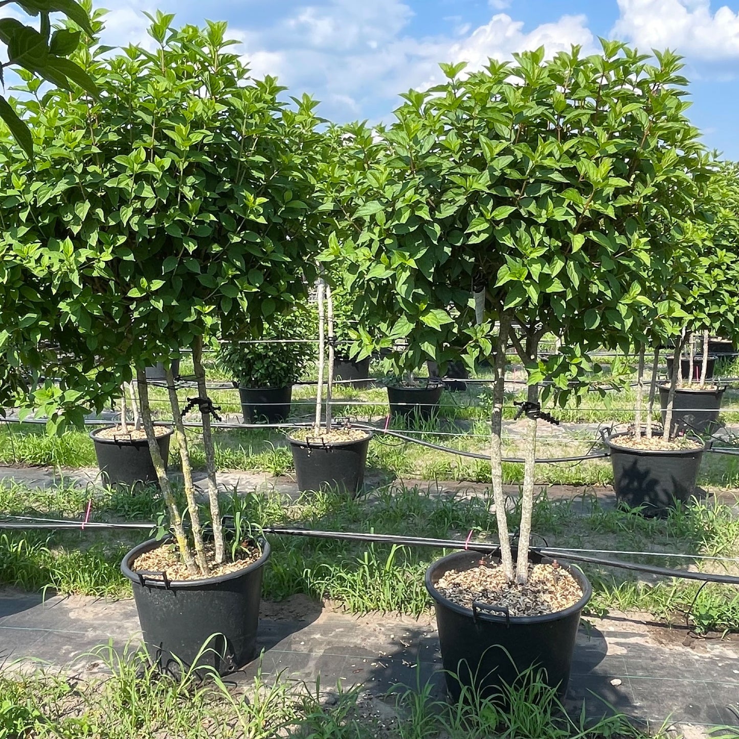 Hydrangea paniculata 200cm 55cm Pot