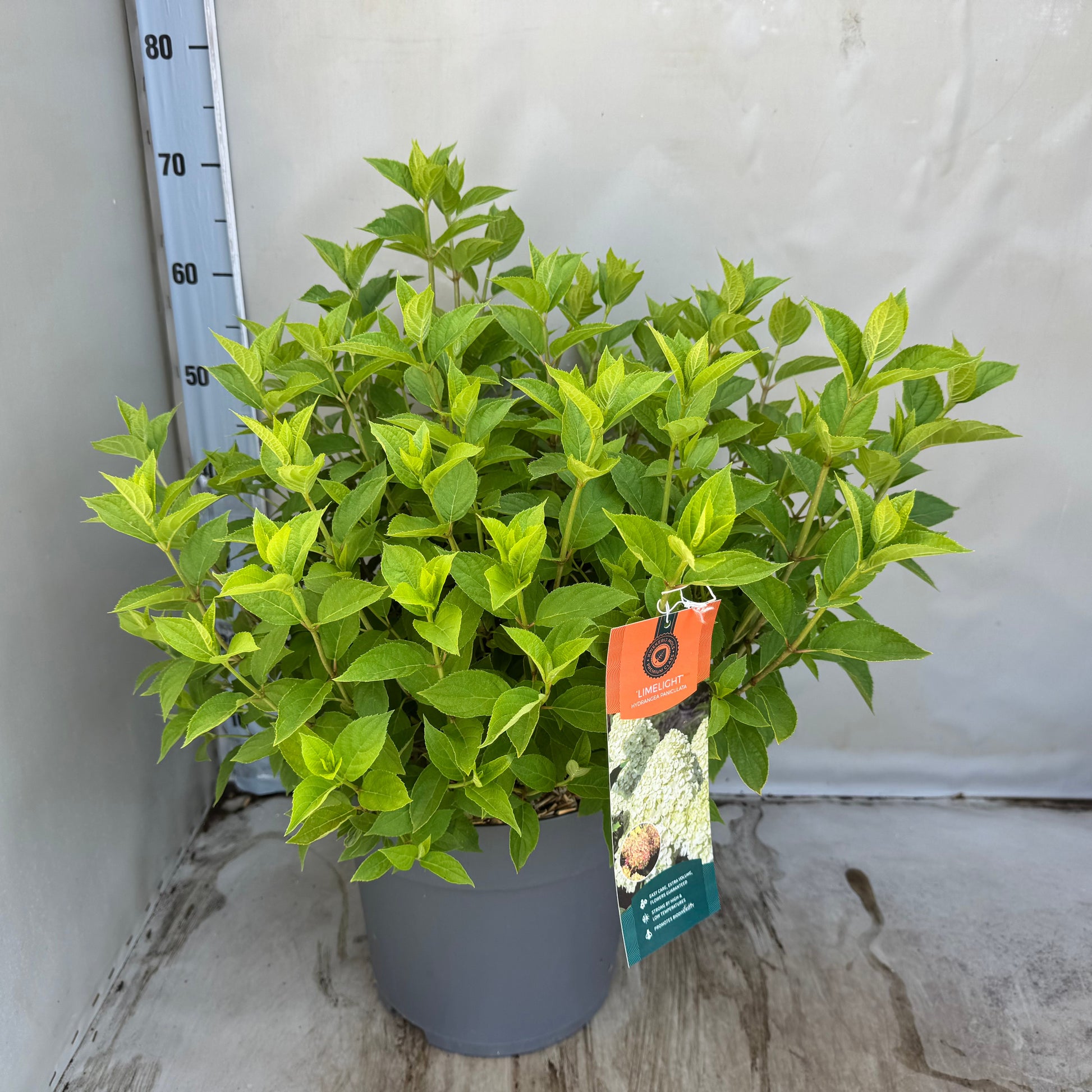 Hydrangea pan. Limelight 50cm 30cm Pot