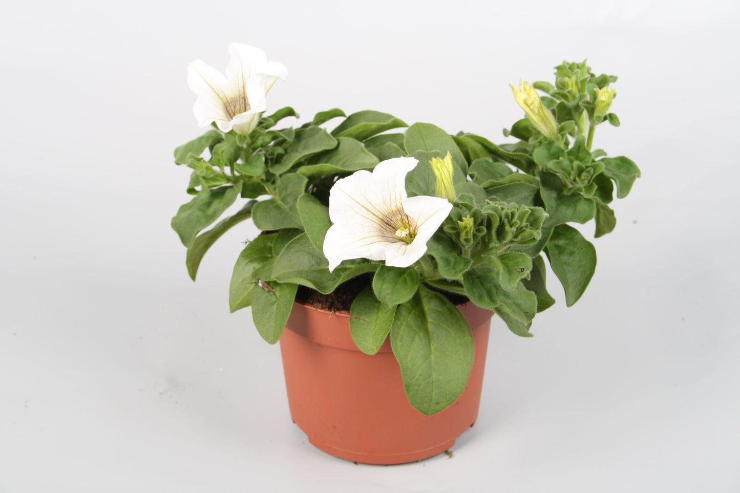 Petunia Surfinia White 22cm 510cm Pot