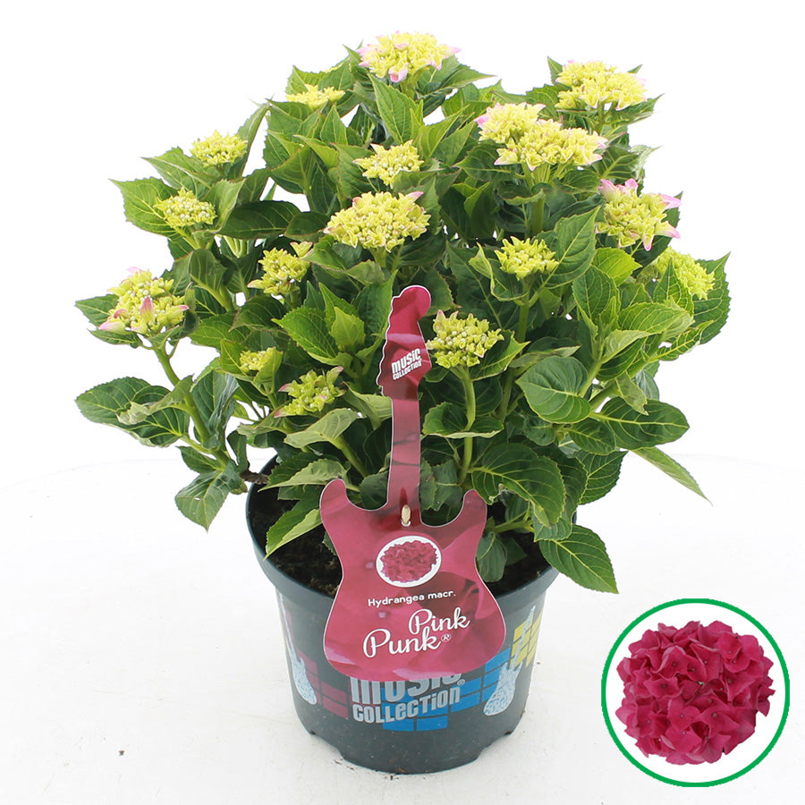 Hydrangea macr. Pink Pop 45cm 23cm Pot