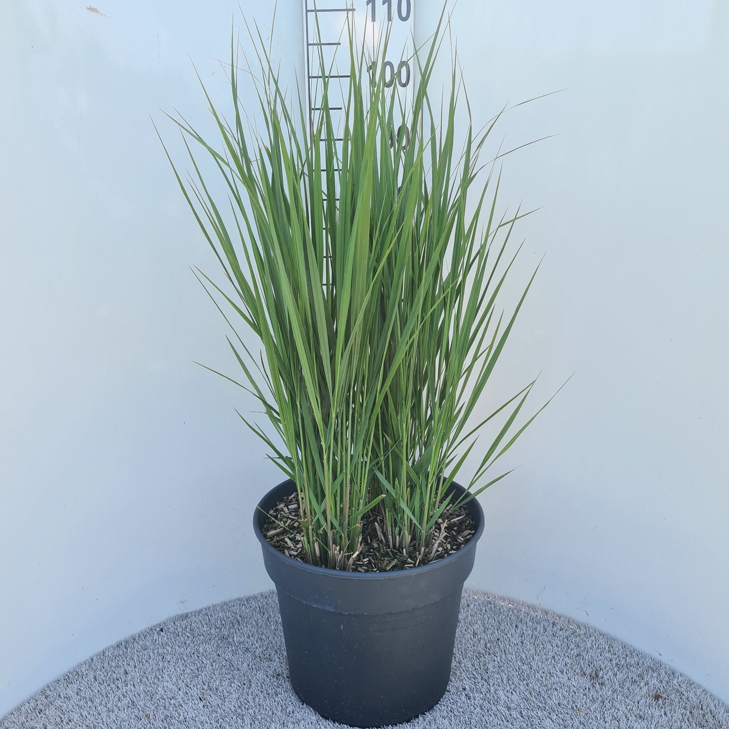 Panicum virgatum 80cm 40cm Pot