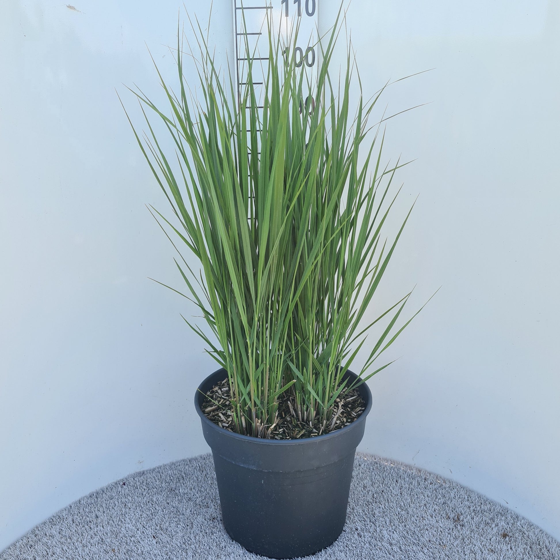 Panicum virgatum 80cm 40cm Pot