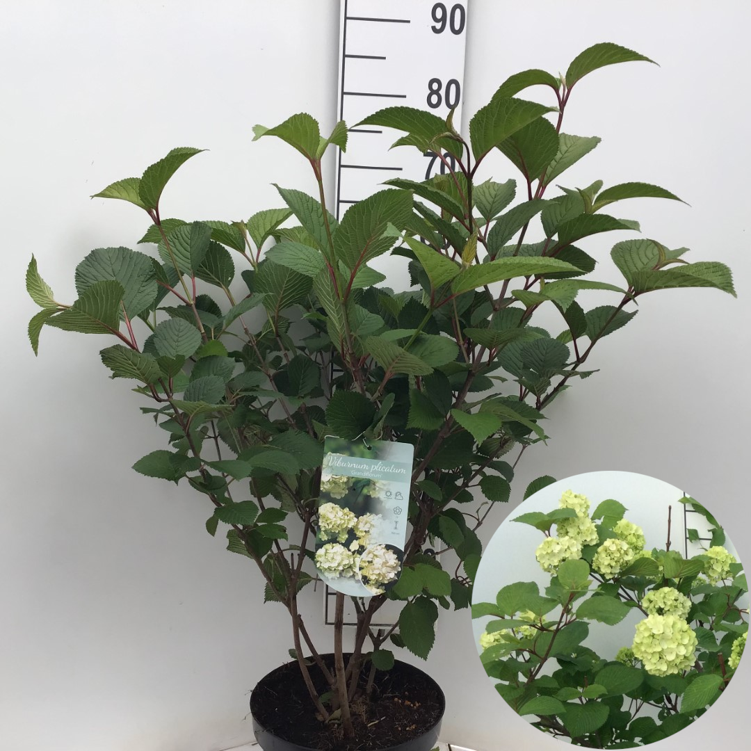 Viburnum plic. Grandiflorum 60cm 27cm Pot