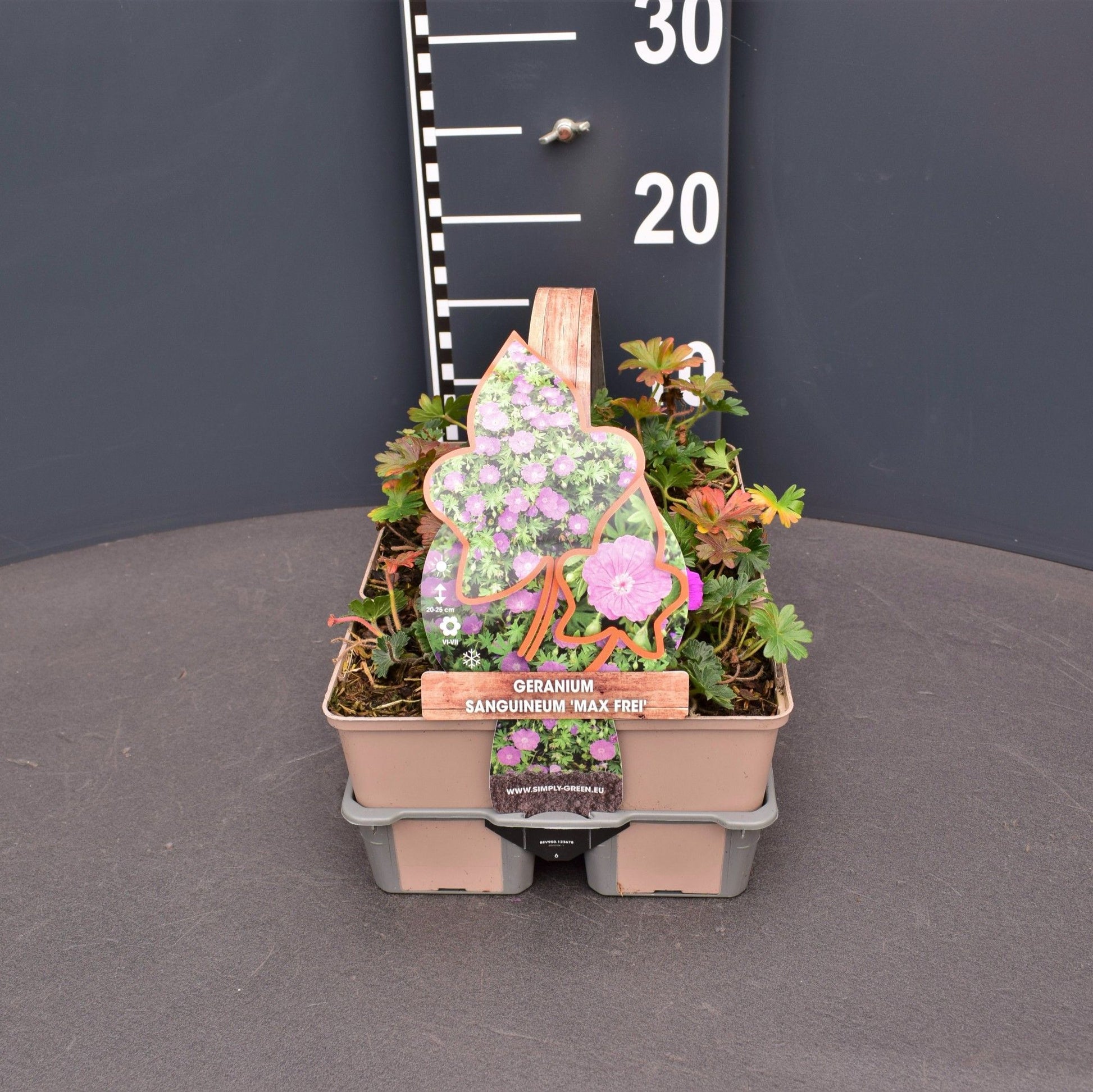 Geranium san. Max Frei 5cm 9cm Pot