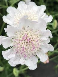 Scabiosa columbaria 50cm 19cm Pot