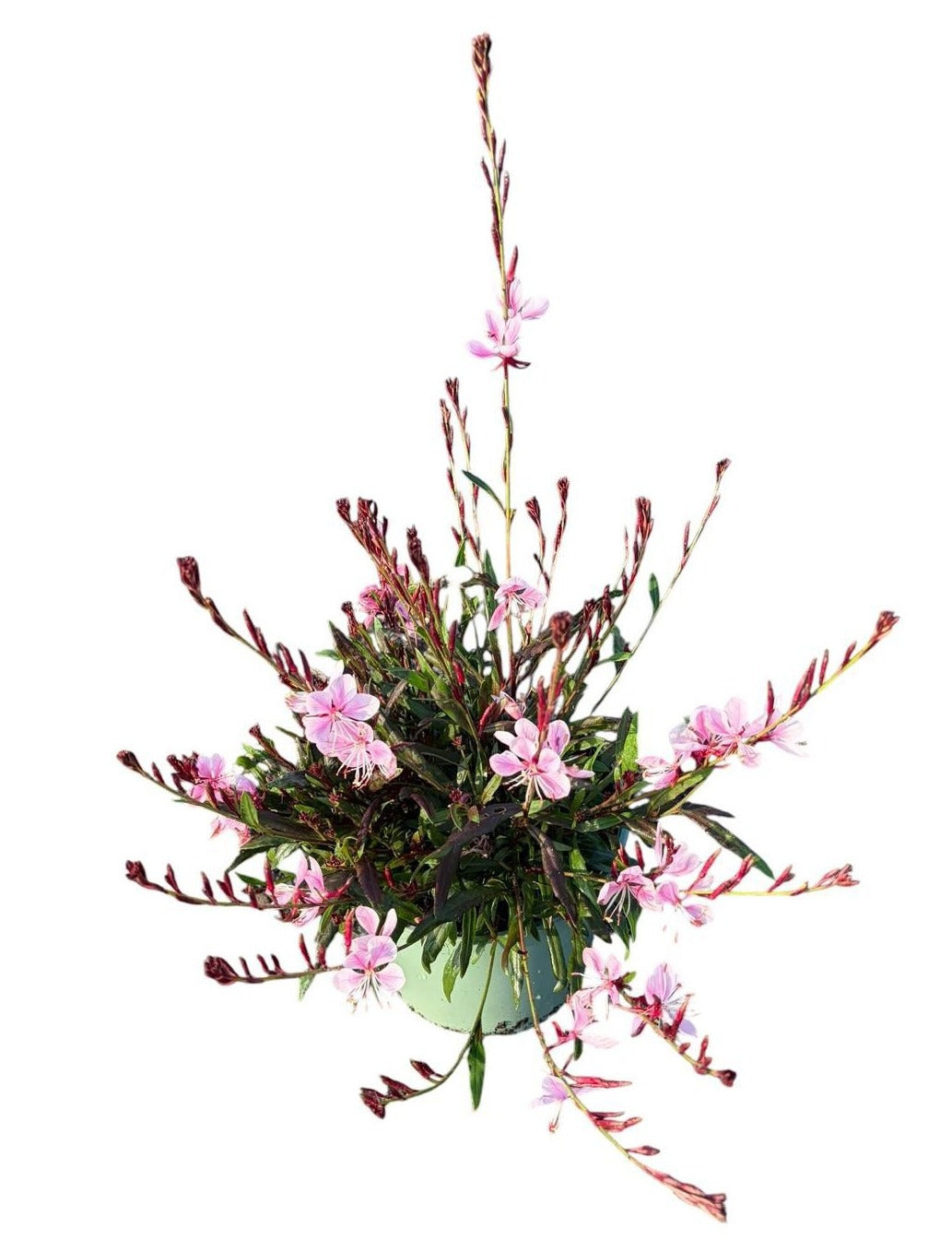 Gaura lind. Belleza Dark Pink 45cm 17cm Pot