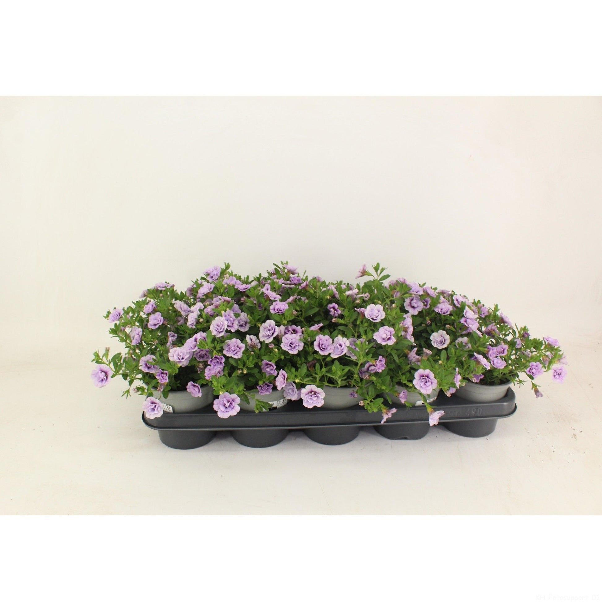 Calibrachoa Callie Double Light Lavender 22cm 12cm Pot