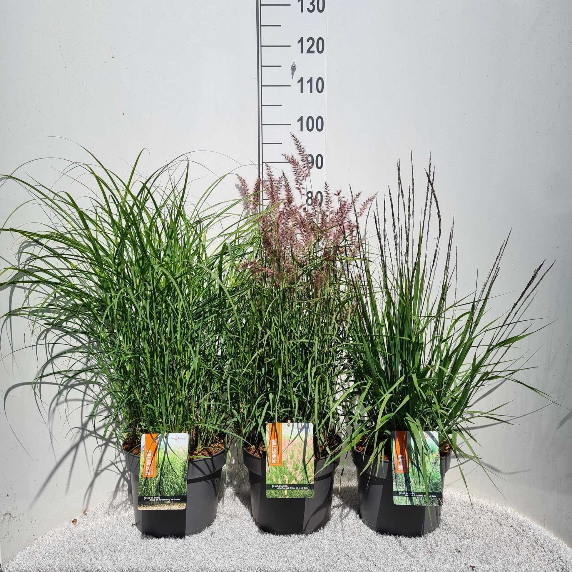 Miscanthus sinensis 80cm 26cm Pot