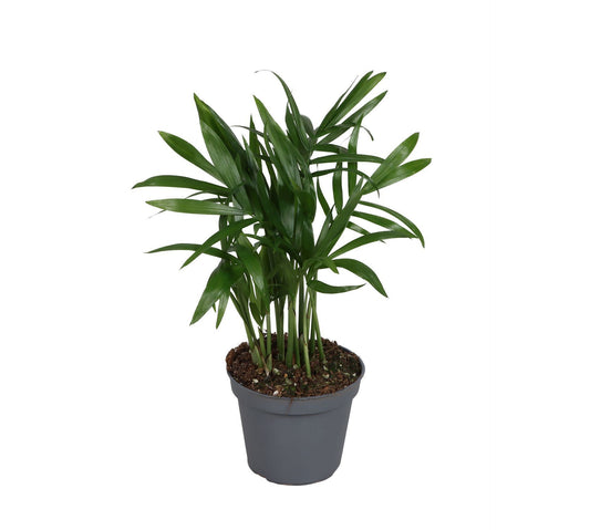 Chamaedorea elegans 18cm 6cm Pot