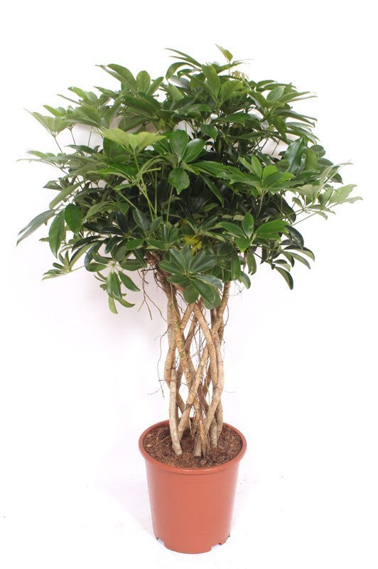Schefflera Compacta cylinder 120cm 27cm Pot