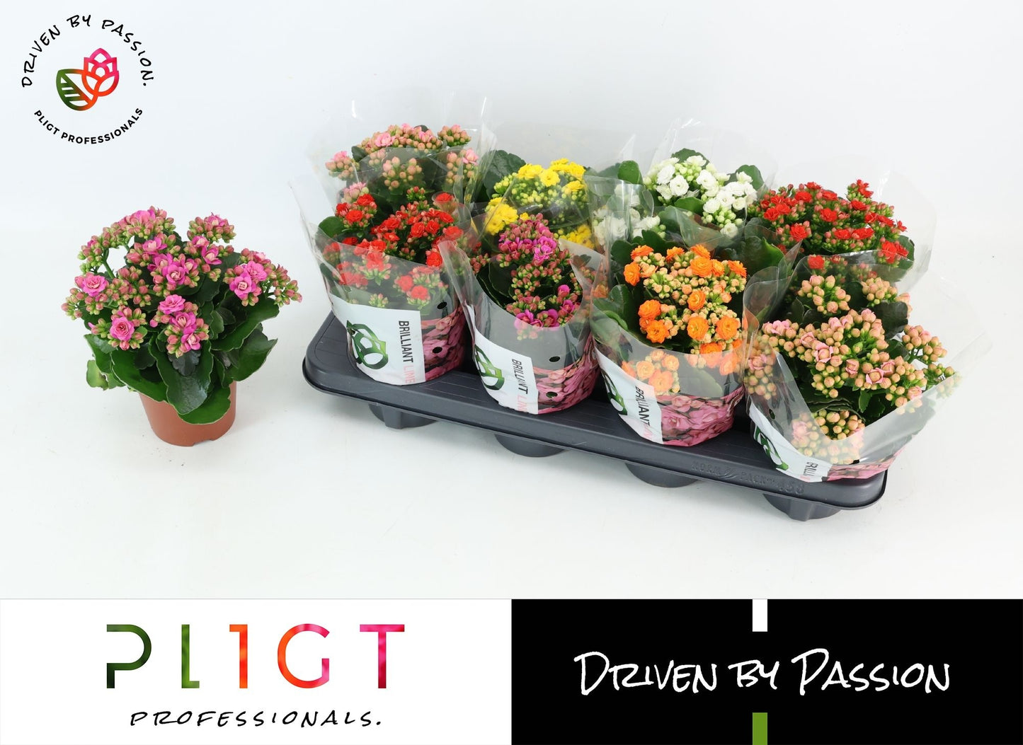 Kalanchoe double grandiflora mix 26cm 12cm Pot