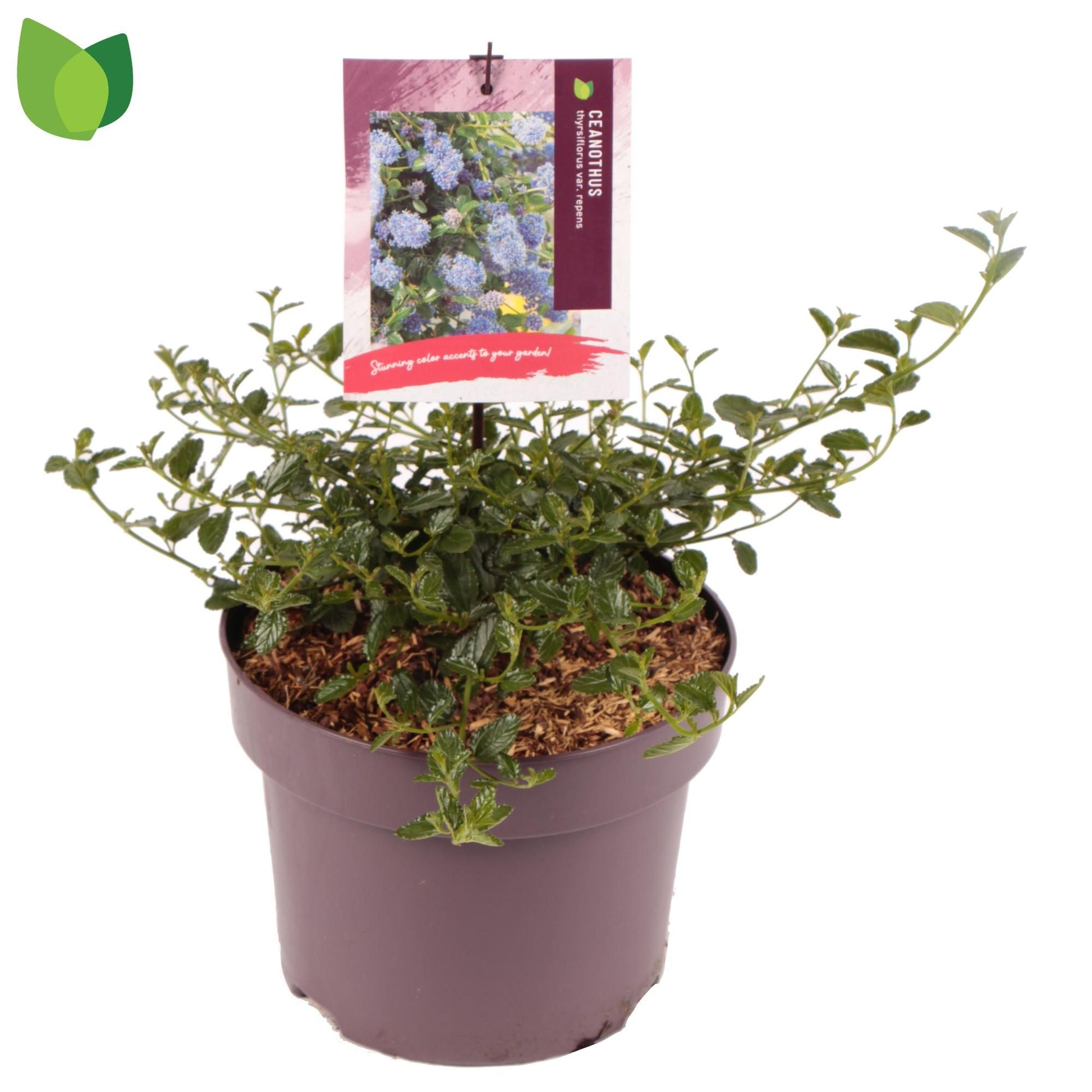 Ceanothus thyrsiflorus repens 40cm 23cm Pot