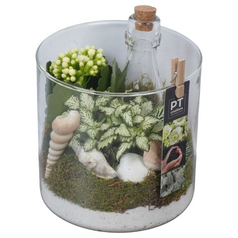 PTSUT8918 Arrangementen kamerplanten 20cm 15cm Pot