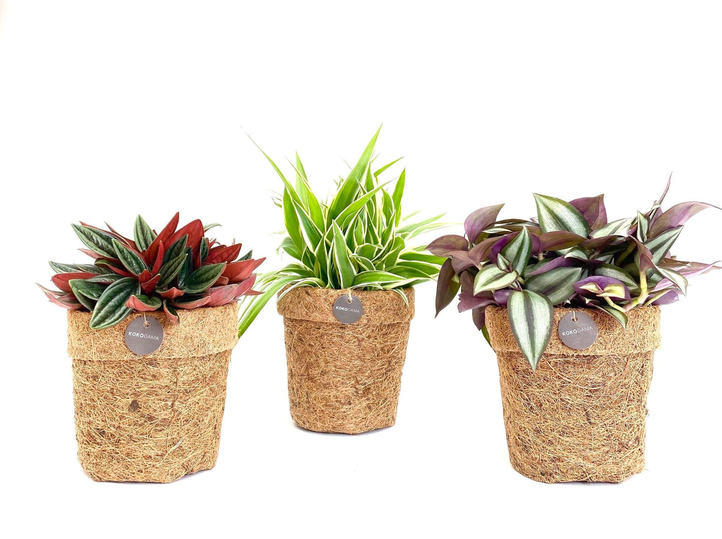 Kokodama foliage mix 15cm 13cm Pot