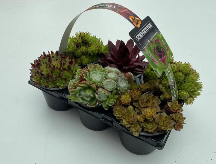 Sempervivum 6-pack mix 5cm 9cm Pot