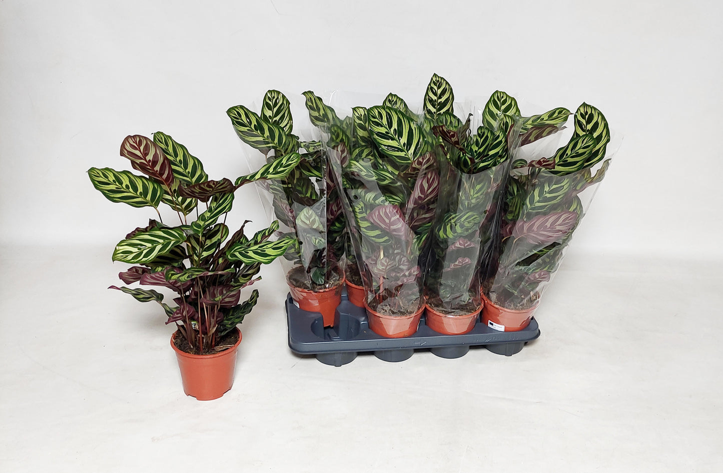 Calathea makoyana 55cm 14cm Pot