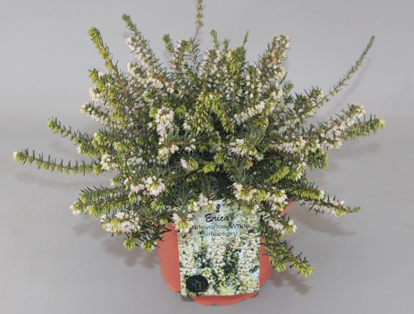 Erica dar. White Perfection 20cm 17cm Pot