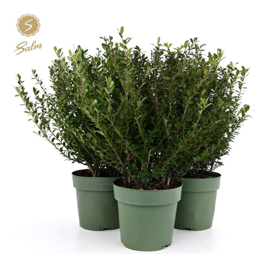 Ilex crenata Jenny 60cm 21cm Pot