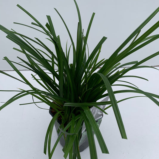 Carex morrowii Irish Green 30cm 17cm Pot
