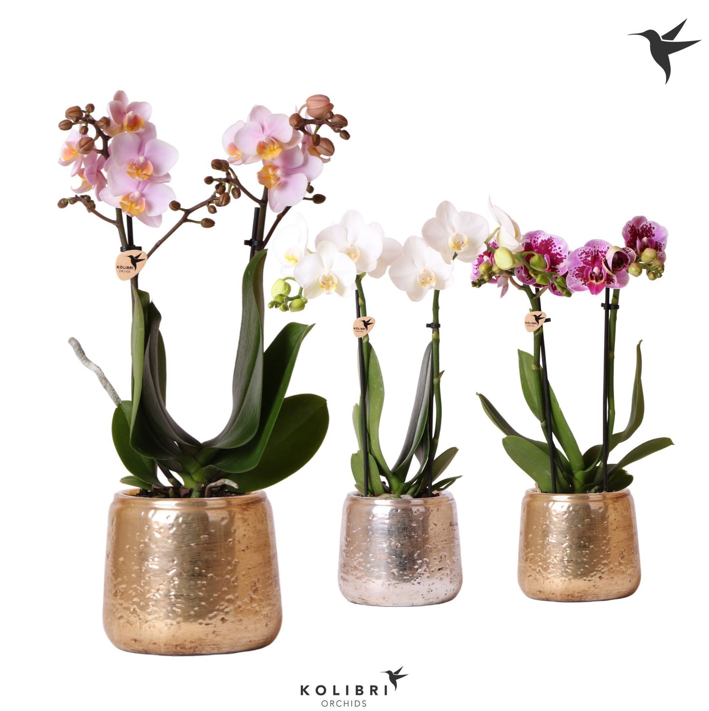 Phalaenopsis mix in Luxury pot 40cm 9cm Pot