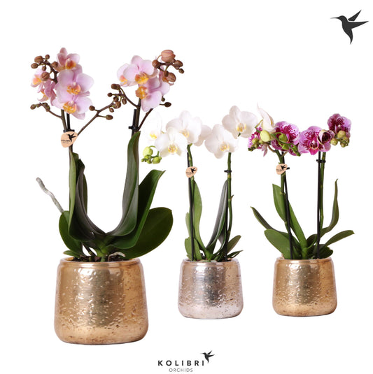 Phalaenopsis mix in Luxury pot 40cm 9cm Pot
