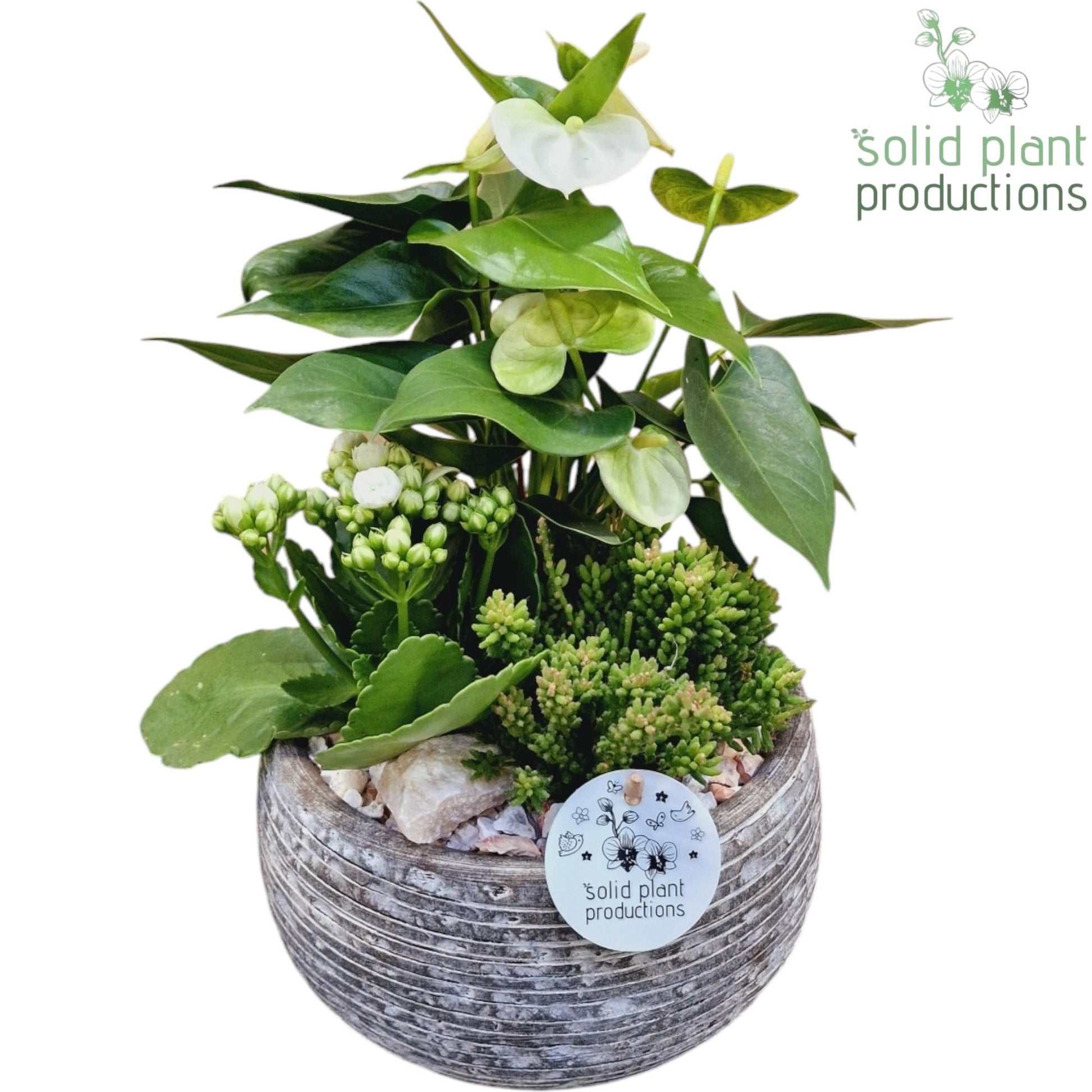 arr. Anthurium AE051WHITE 40cm 21cm Pot