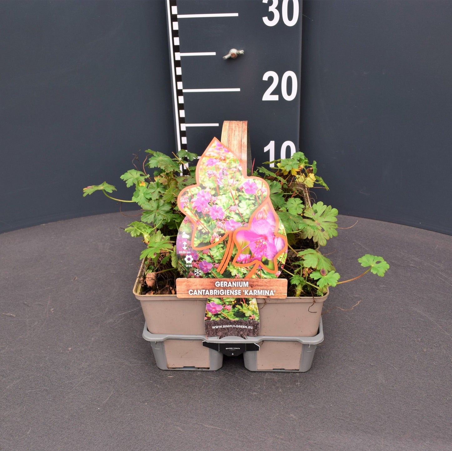 Geranium can. Karmina 6-pack 5cm 9cm Pot
