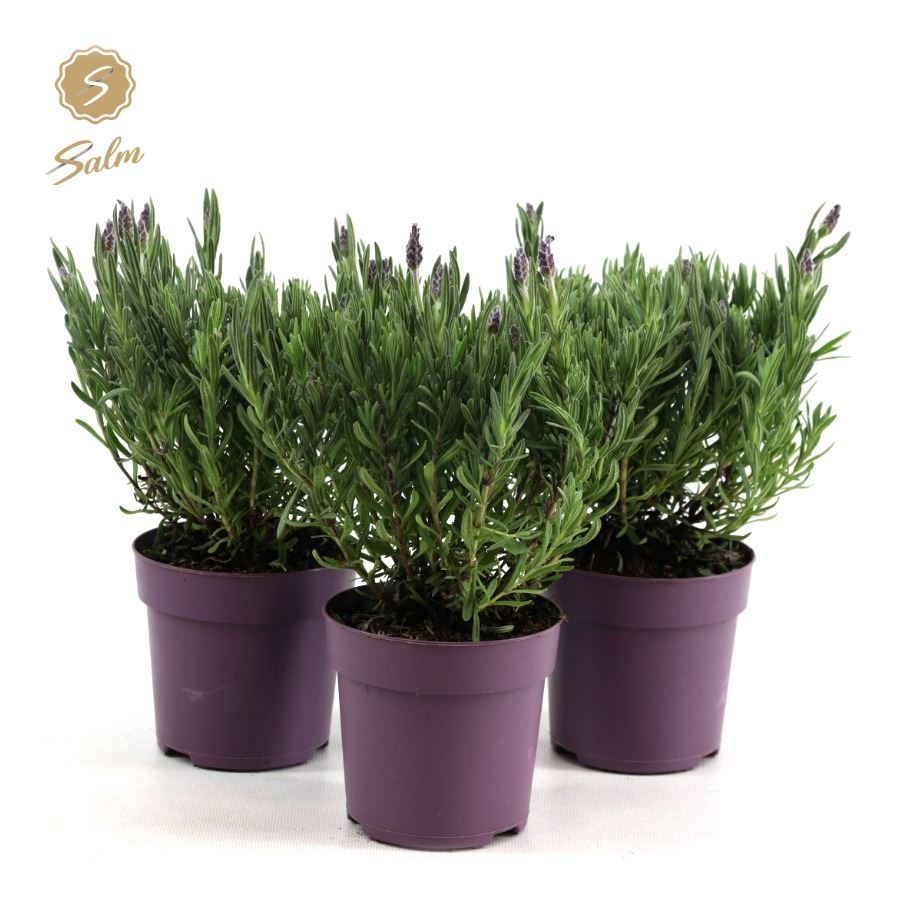 Lavander stoechas Anouk 30cm 510cm Pot