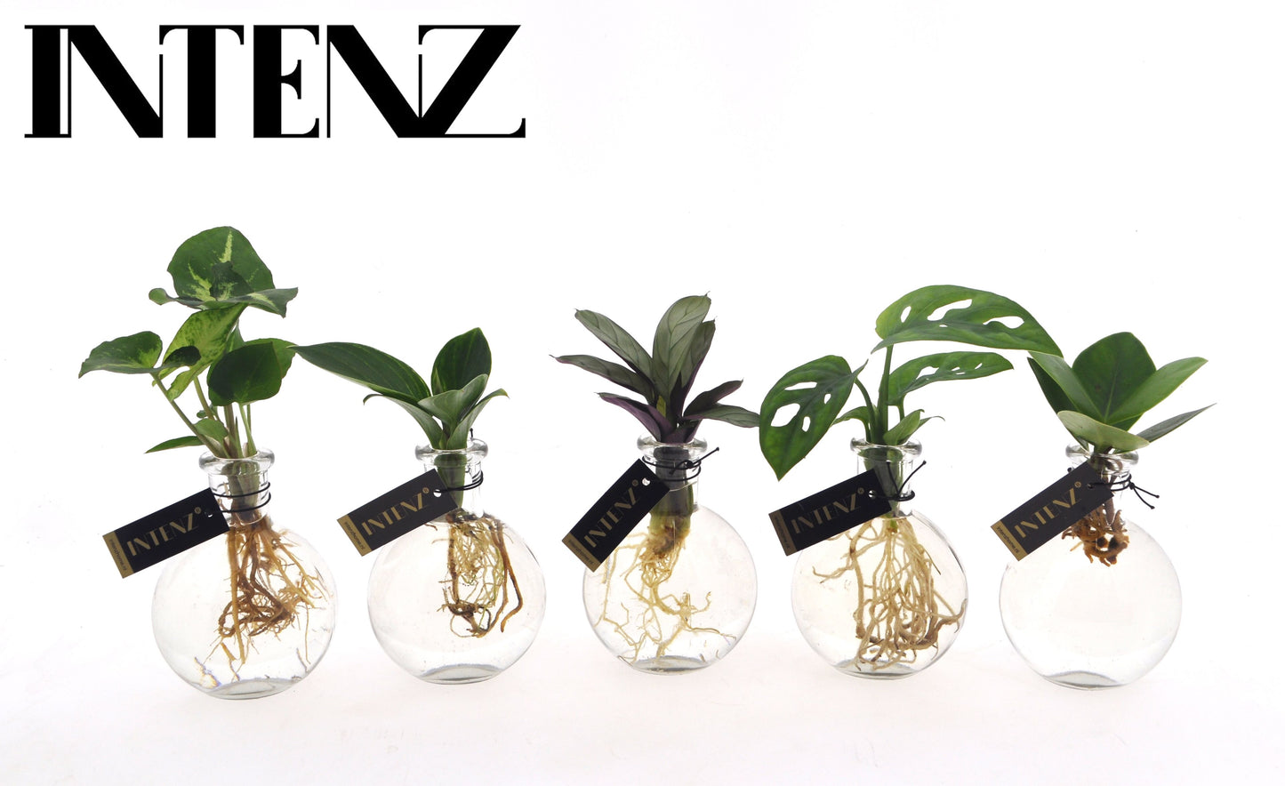 arr. Intenz mix MIX-SAM 15cm 7cm Pot