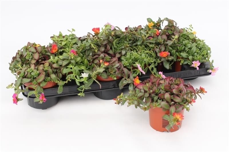 Portulaca mix 10cm 510cm Pot