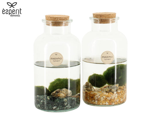 Marimo moss ball in glass 20cm 10cm Pot