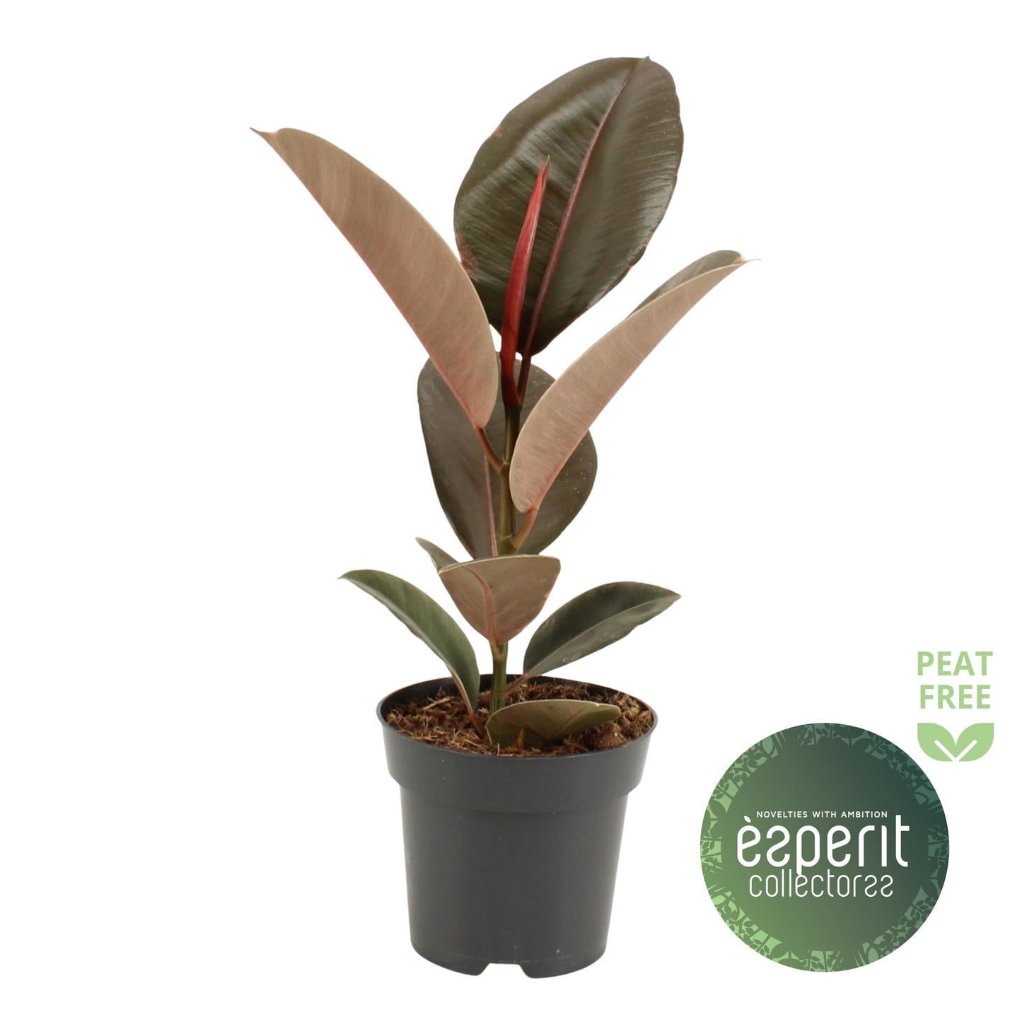 Ficus Pink Camouflage 40cm 14cm Pot