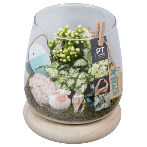 PTSUT8908 Arrangementen kamerplanten 20cm 16cm Pot